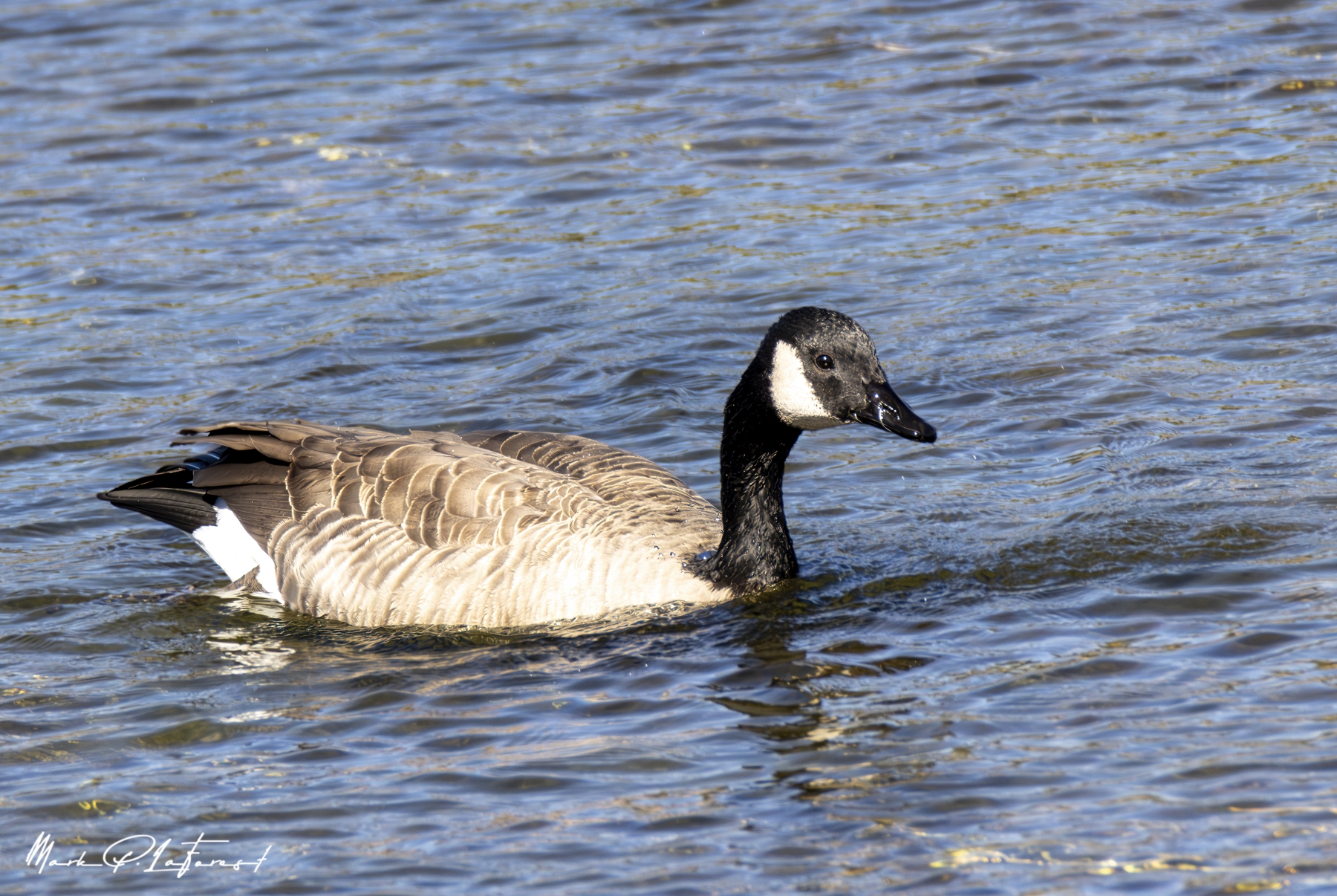 Canada Goose, Yellowstone River, Yellowstone National Park